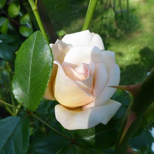 Rosa Martine Guillot™ - blanco - Árbol de Rosas Floribunda - rosal de pie alto- forma de corona tupida